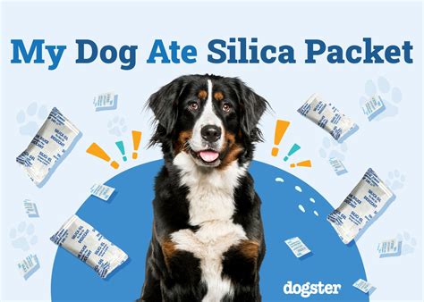 dog ate silica|dog chewed silica packet.